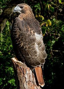 Red Tailed Hawk